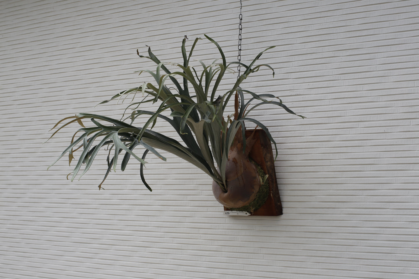 P. ‘Kiyohime’ Sporeling potted - KIY -01