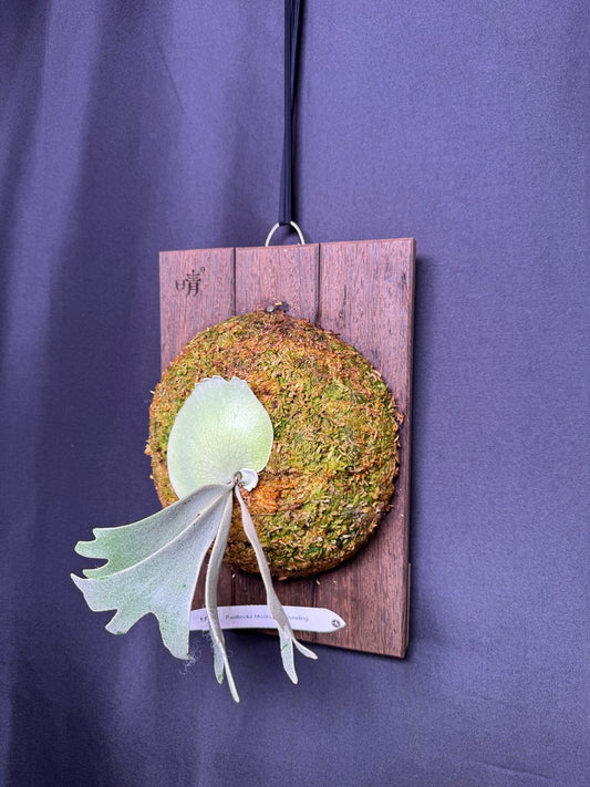P. willinckii ‘Moonlight’ sporeling - ML - 02