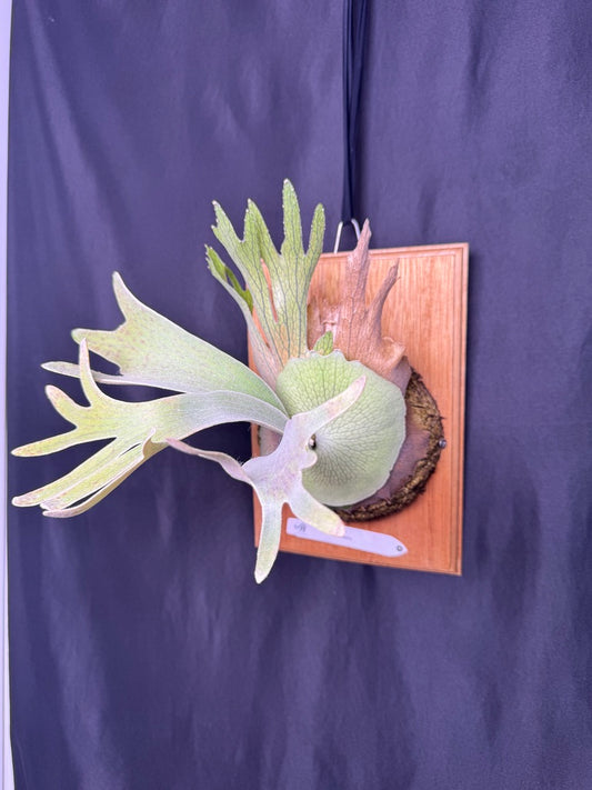 P. Pedro - Offset from Mother Plant - P -01