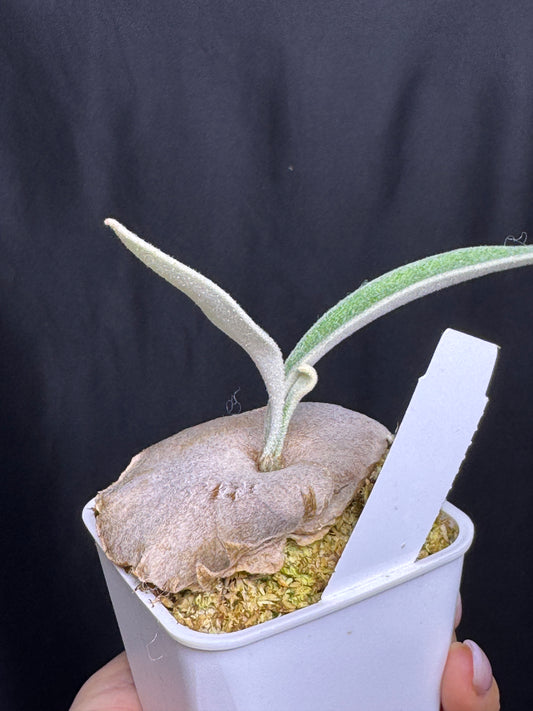 P. veitchii 'Auburn River' - Potted offset - AR-07