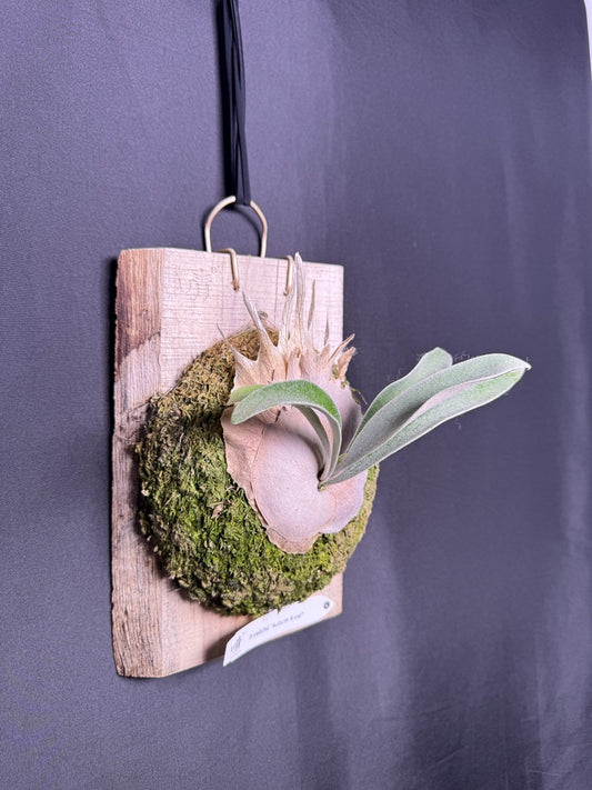 P. veitchii 'Auburn River' #AR-11 (Offset) • Ships Oct 13