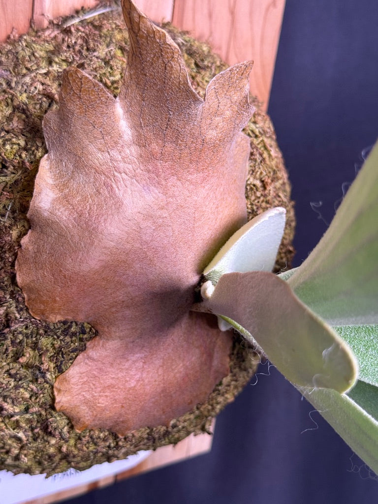 P. Akki -Mounted offset from Mother Plant - A-02