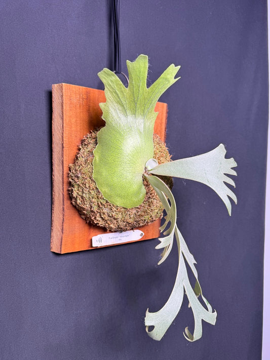 P. willinckii ‘Moonlight’ - Offset from Mother Plant - ML - 01