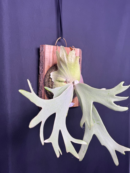 P.willinckii 'White Heaven' - Offset from Mother Plant - WH-01