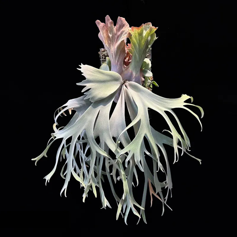 P.willinckii ‘Pearl Queen’ - Offset from Mother Plant - PQ-02