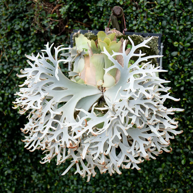 P.willinckii Jenny - Offset from Mother Plant - JEN-02