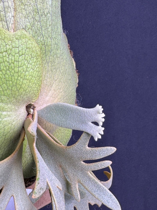 P.willinckii 'Jenny' - Offset from Mother Plant - JEN-02