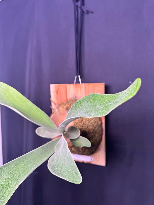 P. Akki -Mounted offset from Mother Plant - A-02