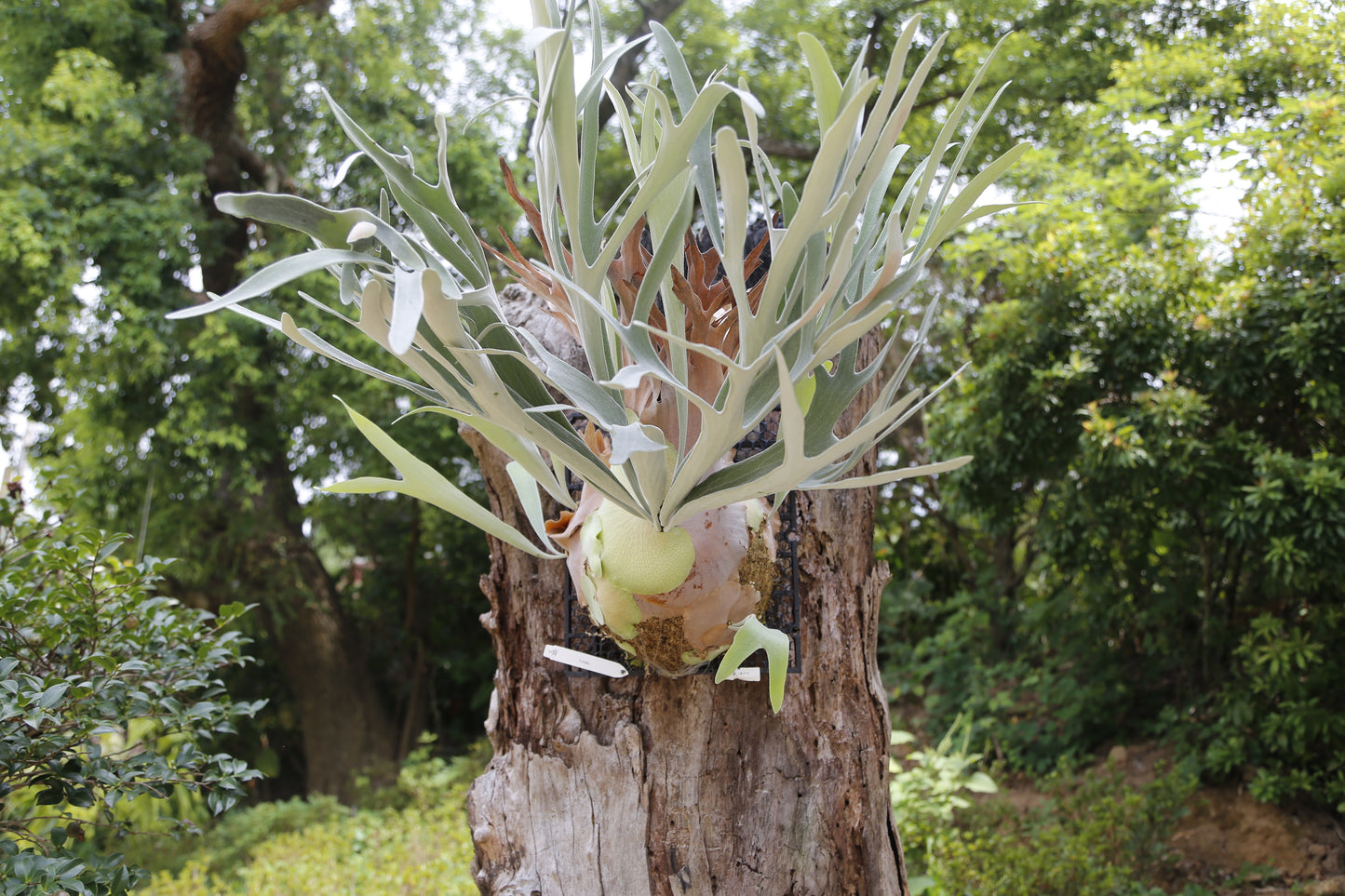 P. Akki - Offset from Mother Plant - A-01