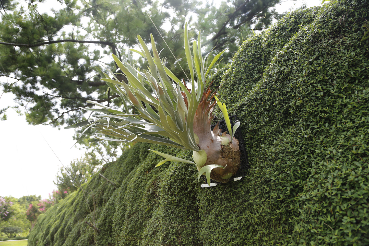 P. Akki -Mounted offset from Mother Plant - A-02