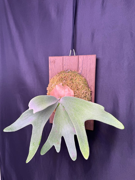 P. ‘Celso’ - Offset from Mother Plant - CS -01