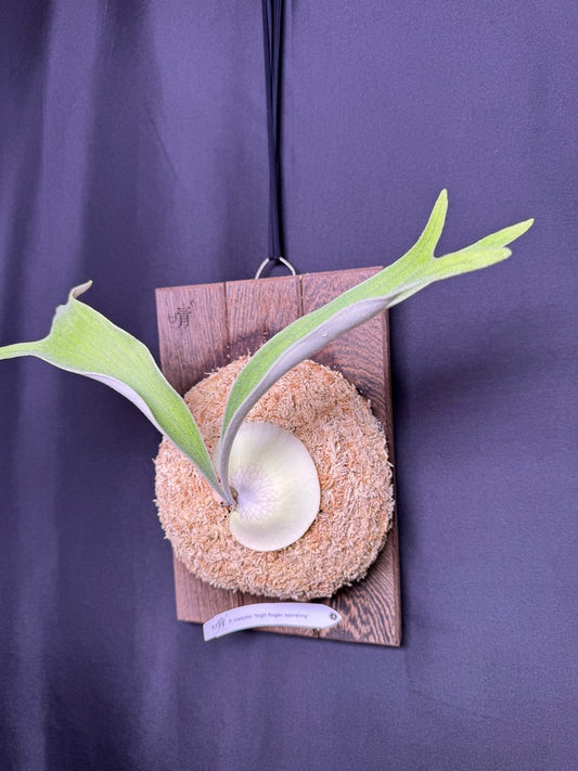 Platycerium veitchii 'High Finger' sporeling - HF - 01