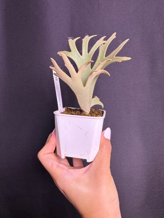 P.willinckii 'Jenny' - Offset from Mother Plant - JEN-03
