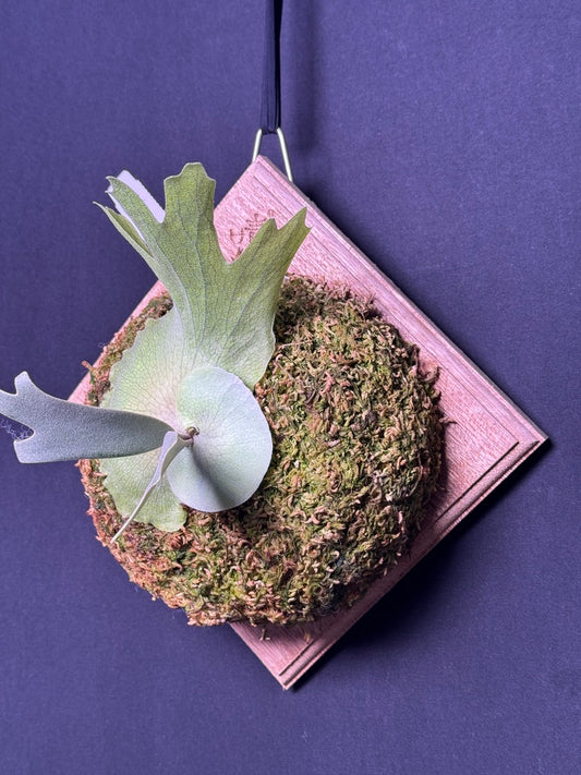 P.willinckii Omega - Offset from Mother Plant - OME-02