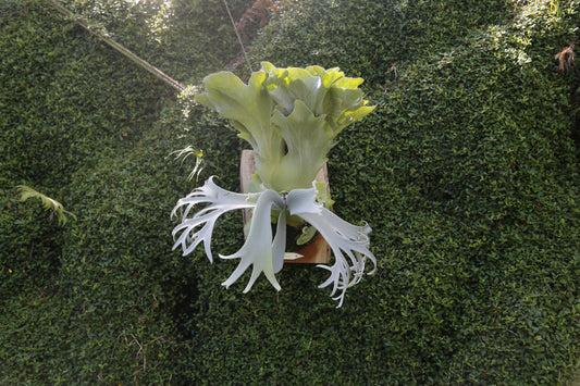 P. willinckii ‘Cotton Cloud’ - Offset from Mother Plant - CCS - 01