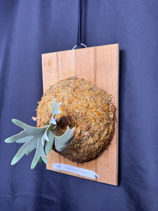 Platycerium Willinckii 'OMG' sporeling mounted - OMG-05