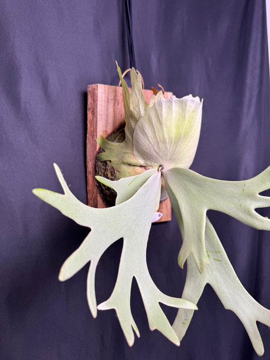 P.willinckii 'White Heaven' - Offset from Mother Plant - WH-01