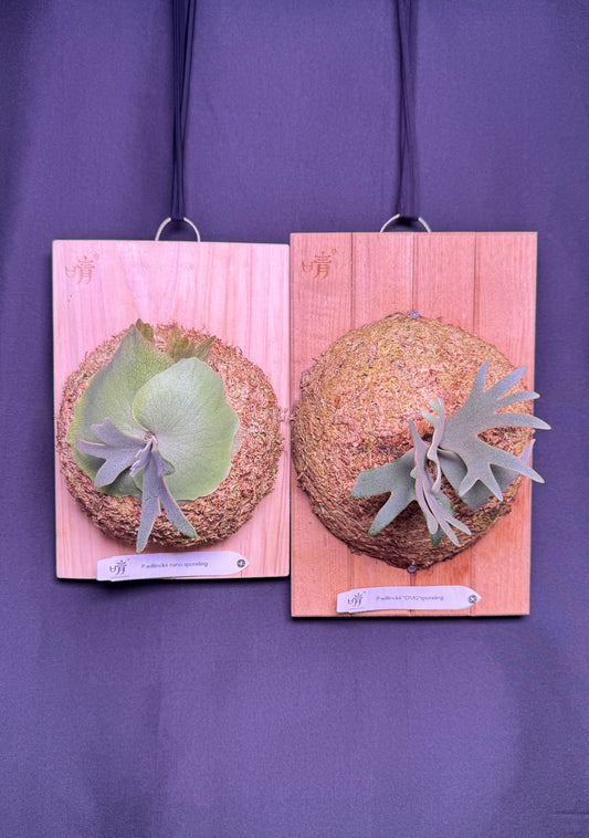 Add-On Mounting Service | Must be purchased with a potted plant
