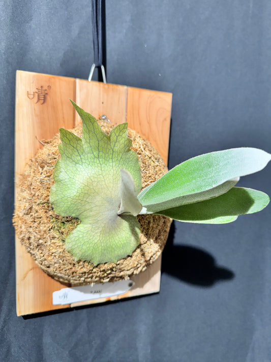 P. Akki -Mounted offset from Mother Plant - A-02