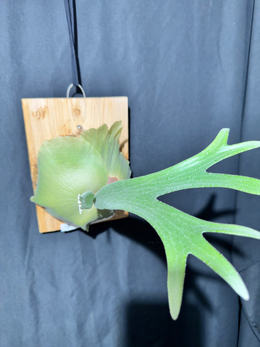 P. bifurcatum 'sp white' - Offset from Mother Plant - SPW-03