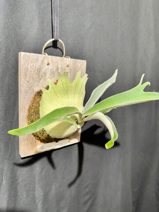 P. veitchii 'Auburn River' - Offset from Mother Plant - AR-04