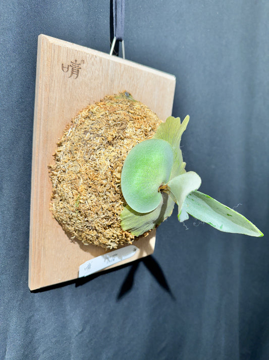 P. bifurcatum 'sp white' - offset from Mother Plant - SPW-06