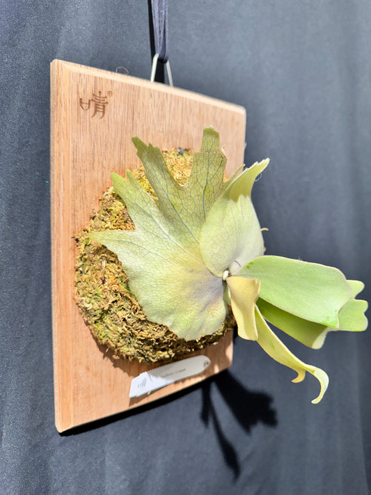 P.willinckii 'Sri peuak' - Offset from Mother Plant - SP-01