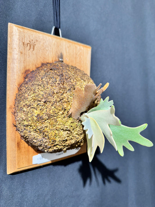 P. willinckii cv.'Gabriel' - Offset from Mother Plant - G-01