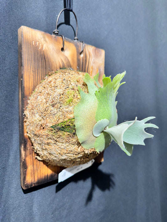 P. willinckii ‘Little Crown’ × ‘Katsu’ sporeling- LK-02