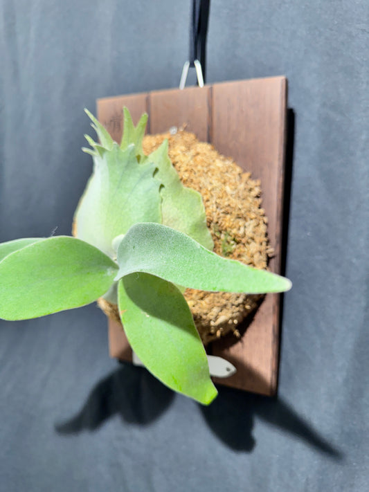 P. White Monkey - Offset from Mother Plant - WHK-01