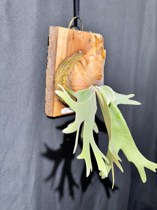 P.willinckii 'White Heaven' - Offset from Mother Plant - WH-01