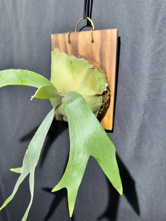 P. bifurcatum 'sp white' with pup- offset from Mother Plant - SPW-07