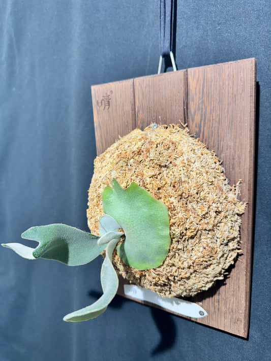 P. ‘Celso’ - Offset from Mother Plant - CS -01