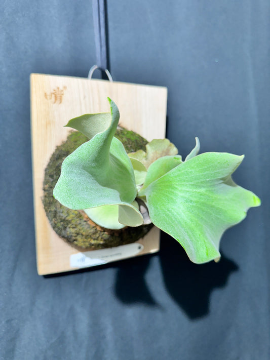 Platycerium Ginka sporeling - GKA-01