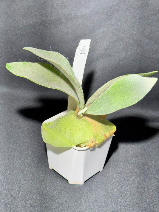 P. 'Elsa' potted - offset from Mother Plant - ELS-01