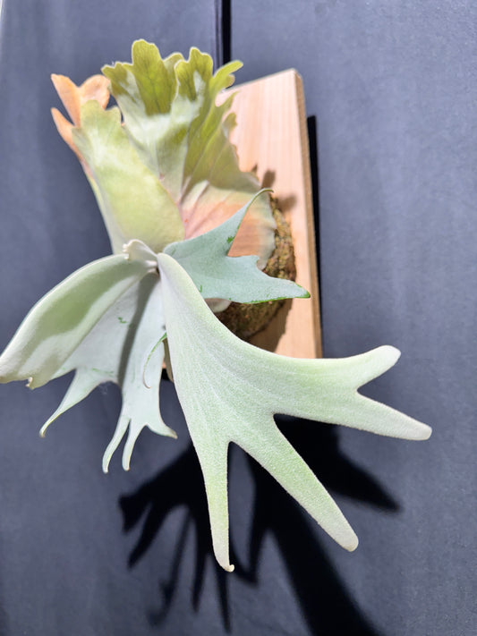 P.willinckii ‘Pearl Queen’ - Offset from Mother Plant - PQ-03