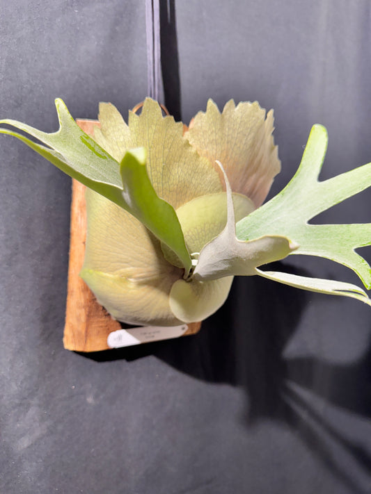 P. bifurcatum 'sp white' - Offset from Mother Plant - SPW-01