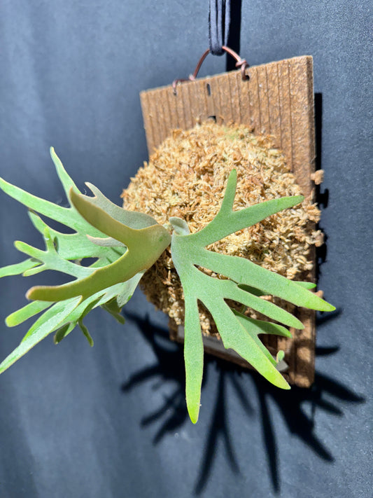 P. willinckii 'Jade Girl' sporeling- JG-07