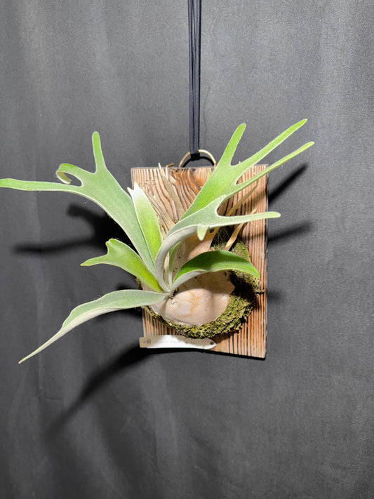 P. veitchii 'Auburn River' - Offset from Mother Plant - AR-01