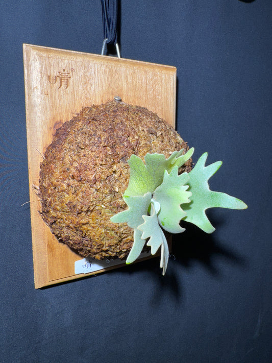 P. willinckii cv.'Gabriel' - Offset from Mother Plant - G-01