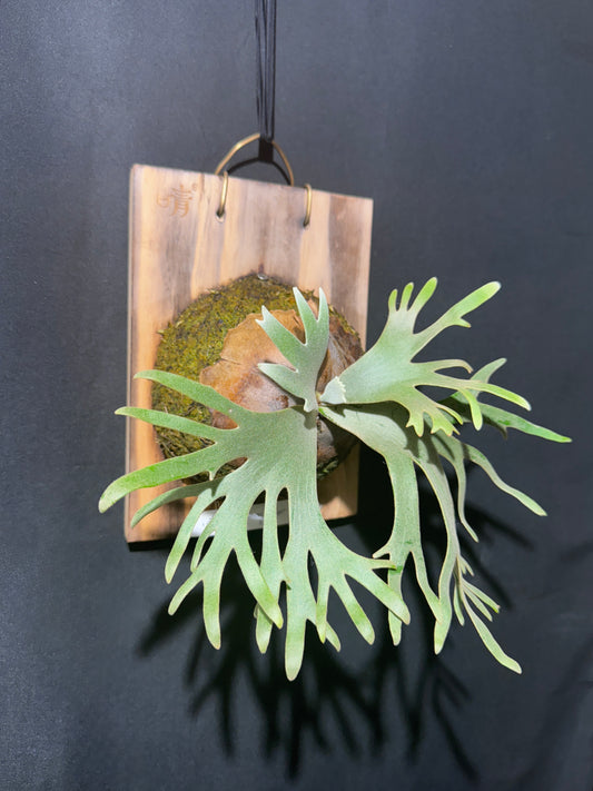 P. willinckii 'Jade Girl' - Offset from Mother Plant - JG-01