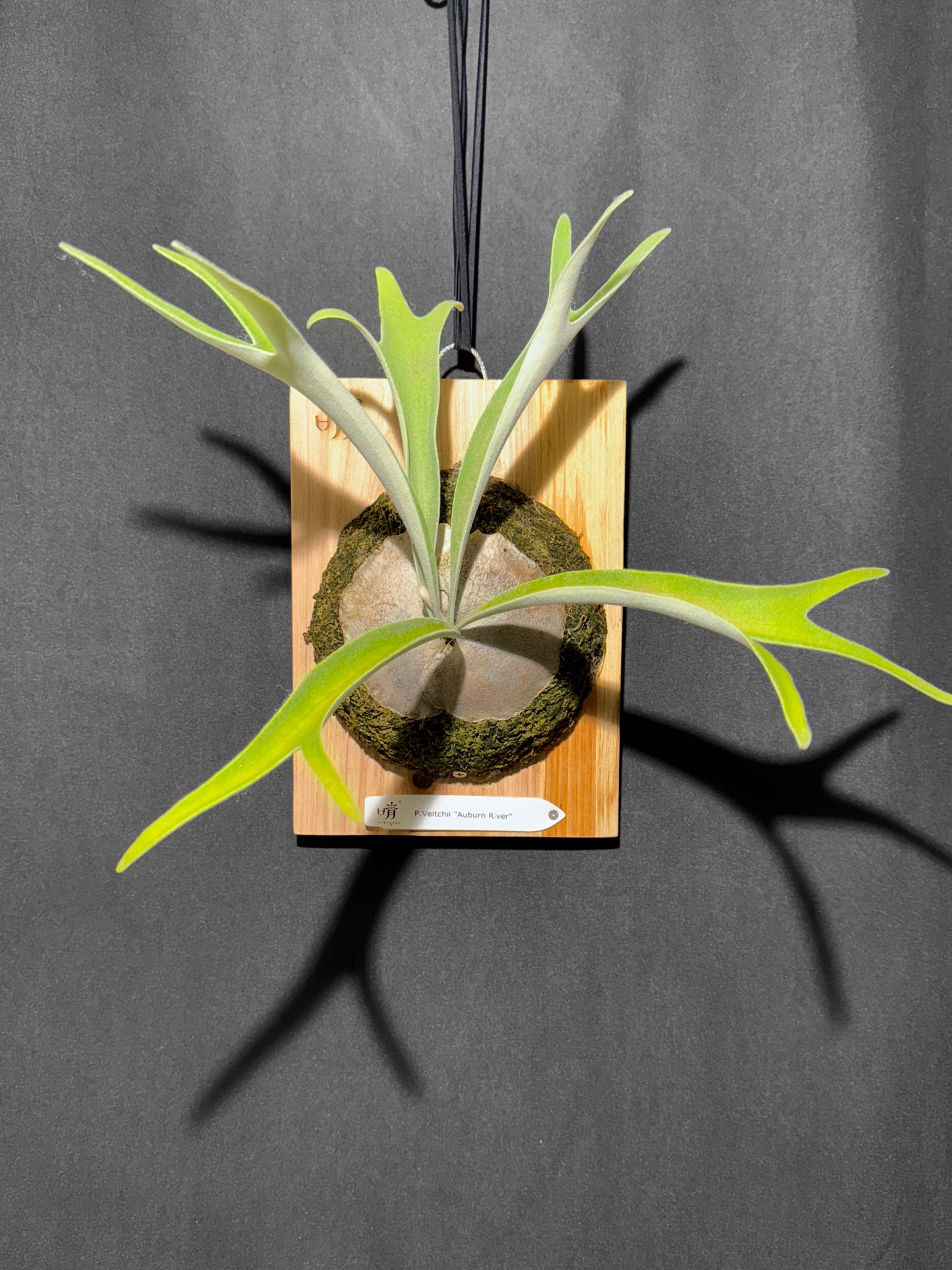 P. veitchii 'Auburn River' - Offset from Mother Plant - AR-02