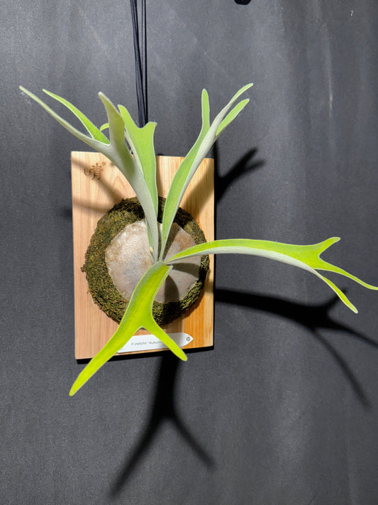 P. veitchii 'Auburn River' - Offset from Mother Plant - AR-02