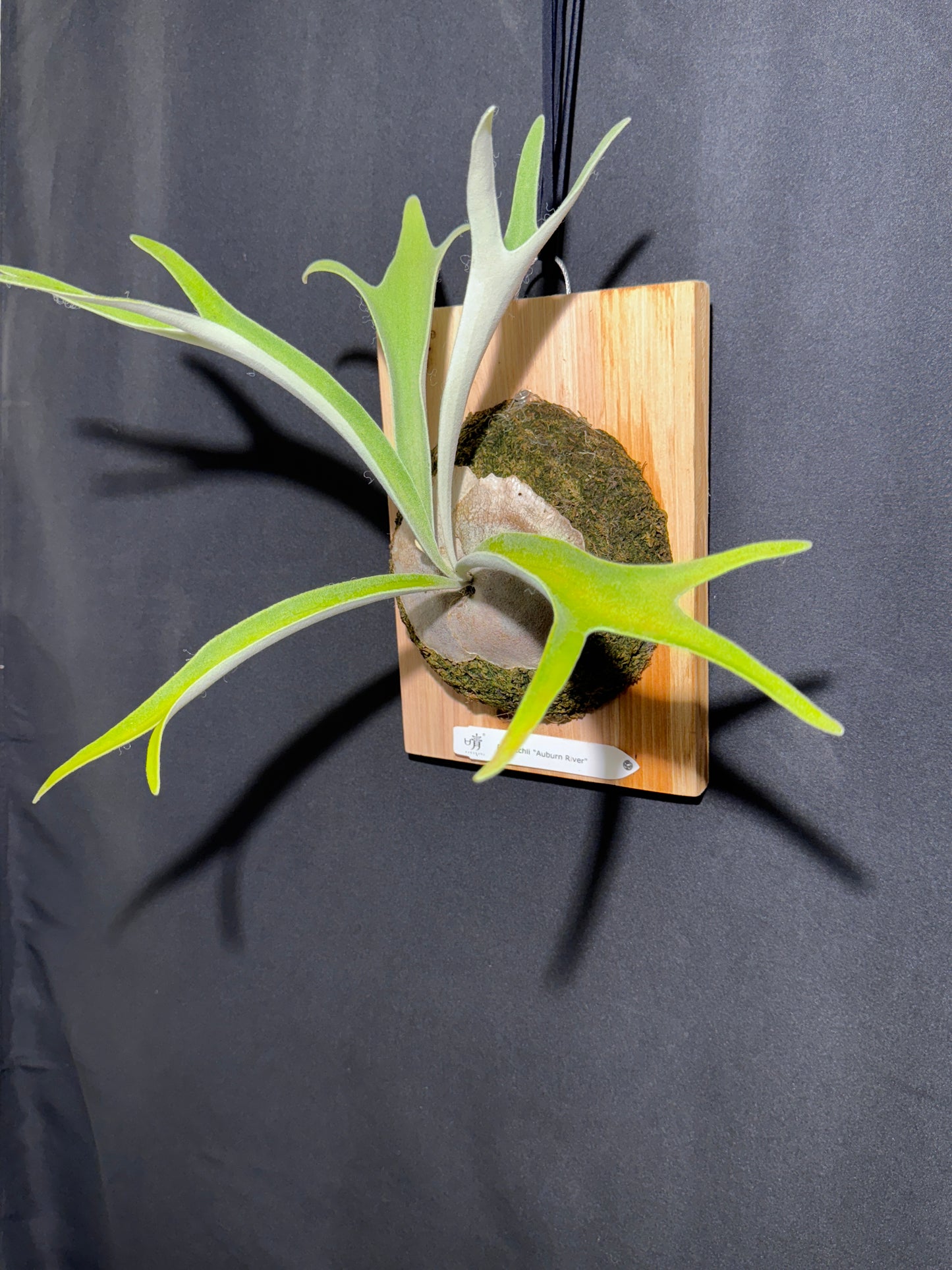 P. veitchii 'Auburn River' - Offset from Mother Plant - AR-02