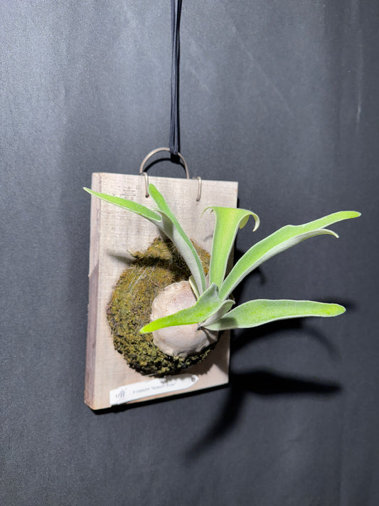 P. veitchii 'Auburn River' - Offset from Mother Plant - AR-03