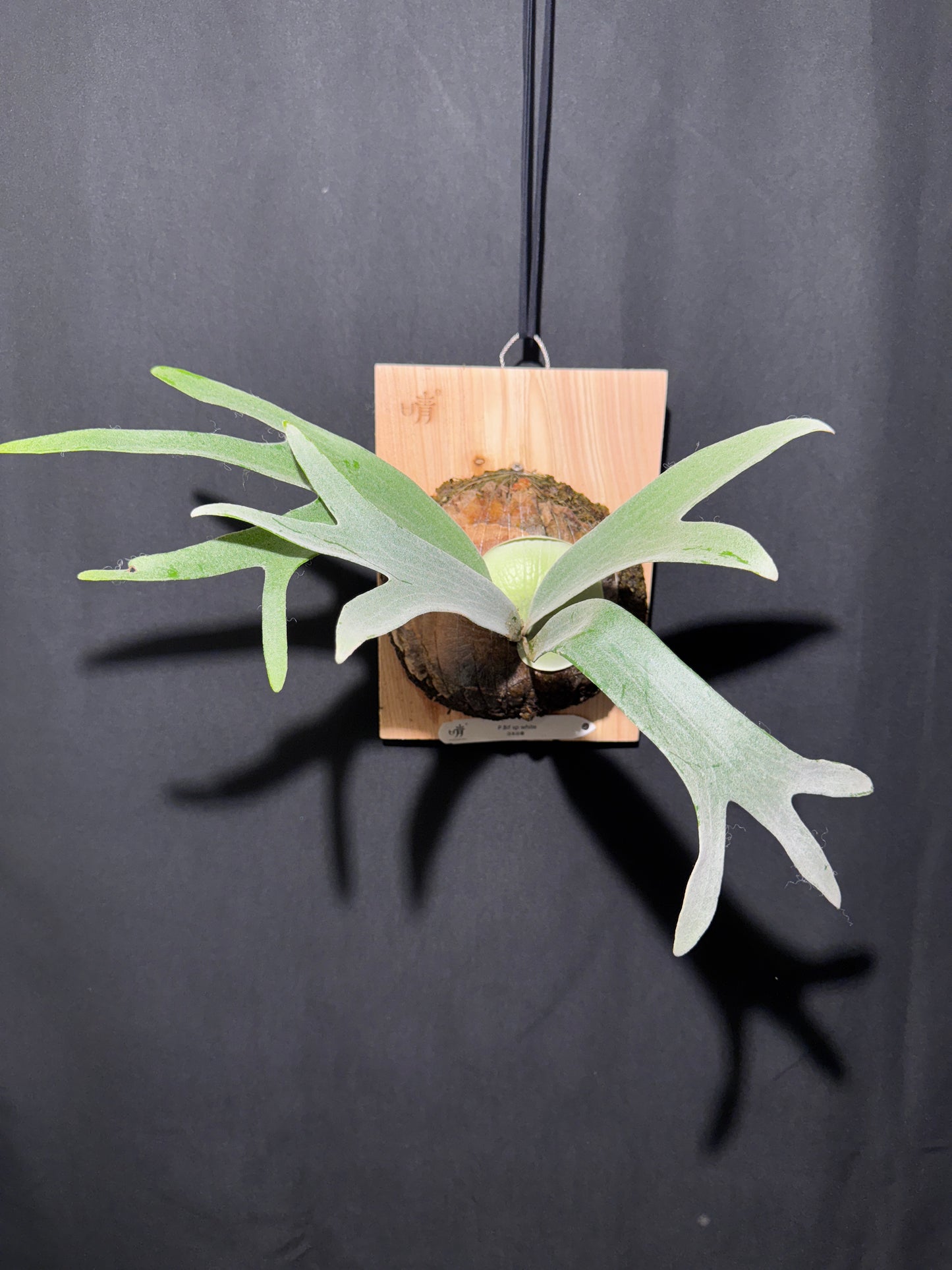 P. bifurcatum 'sp white' - Offset from Mother Plant - SPW-02