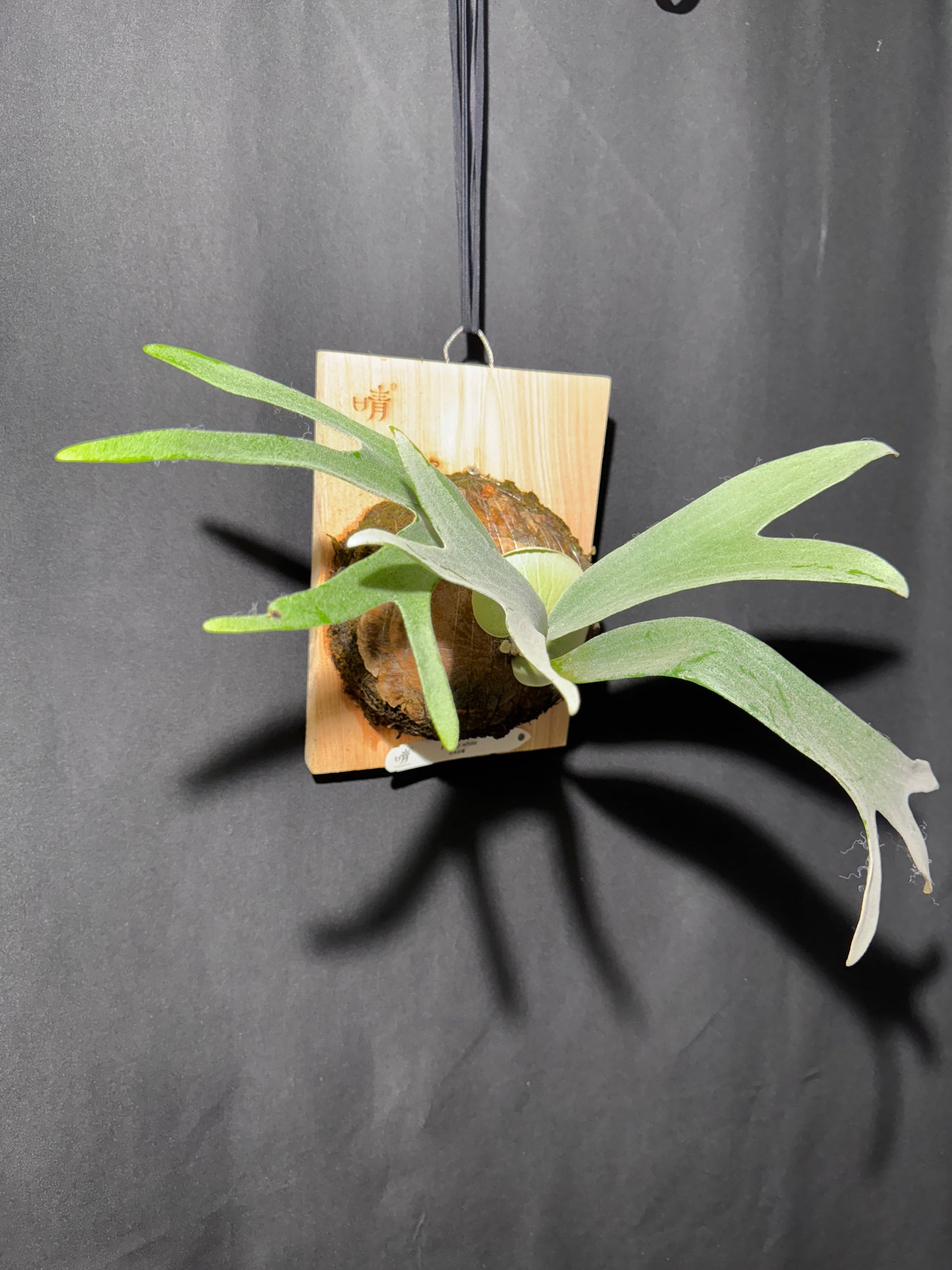 P. bifurcatum 'sp white' - Offset from Mother Plant - SPW-02