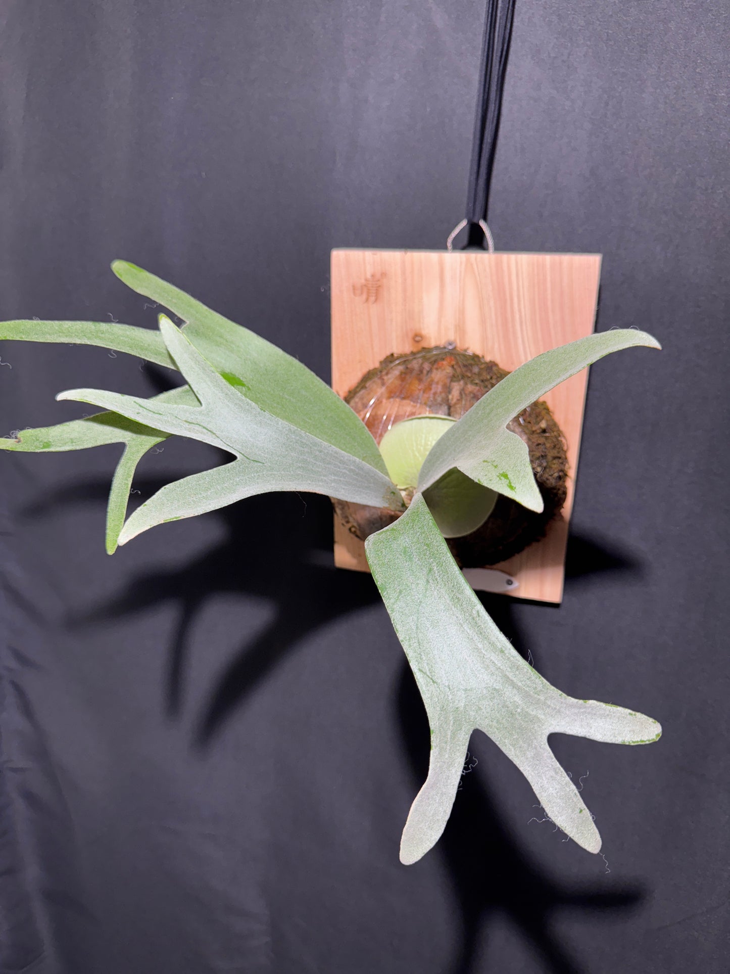 P. bifurcatum 'sp white' - Offset from Mother Plant - SPW-02