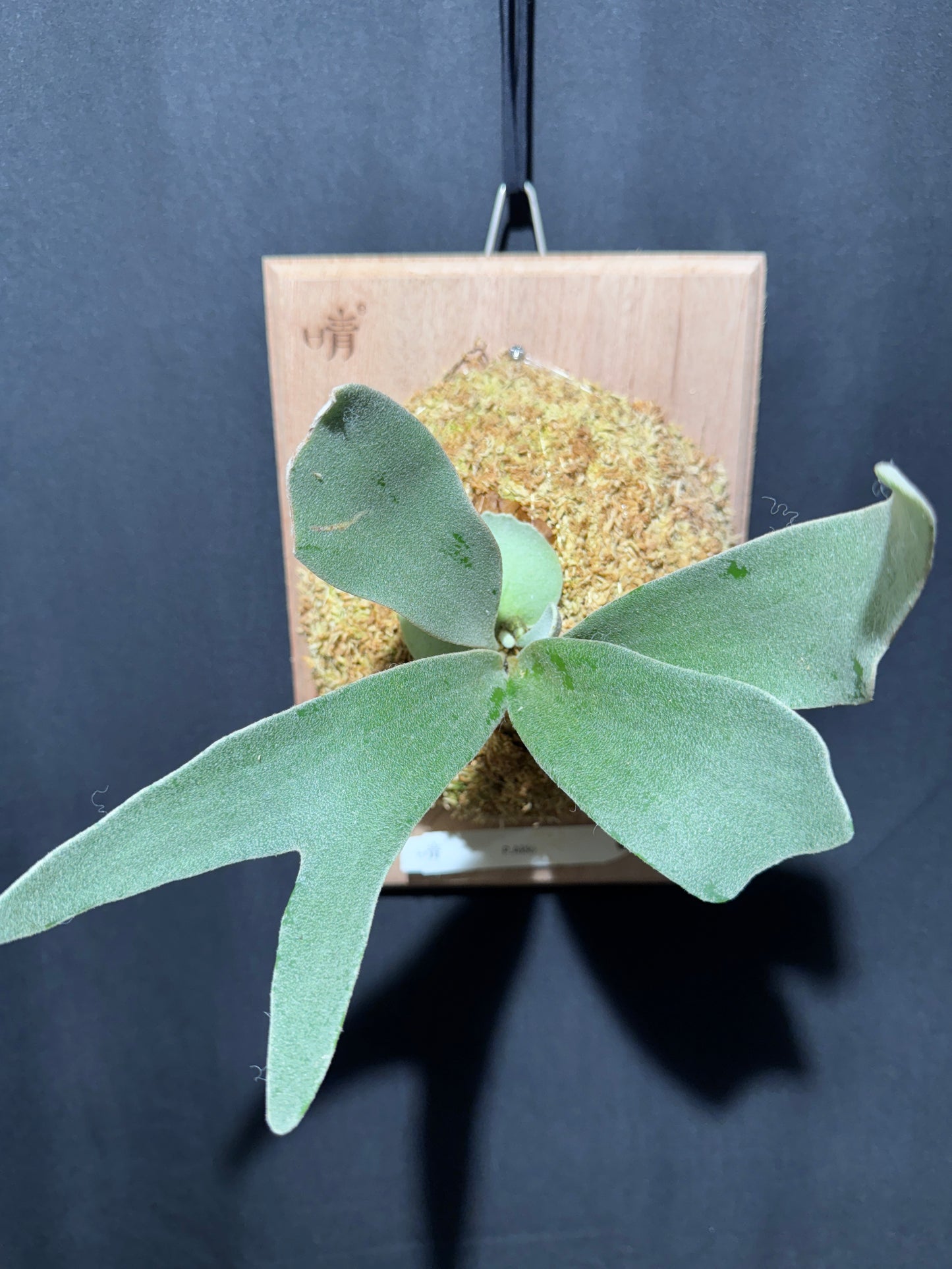 P. Akki - Offset from Mother Plant - A-01