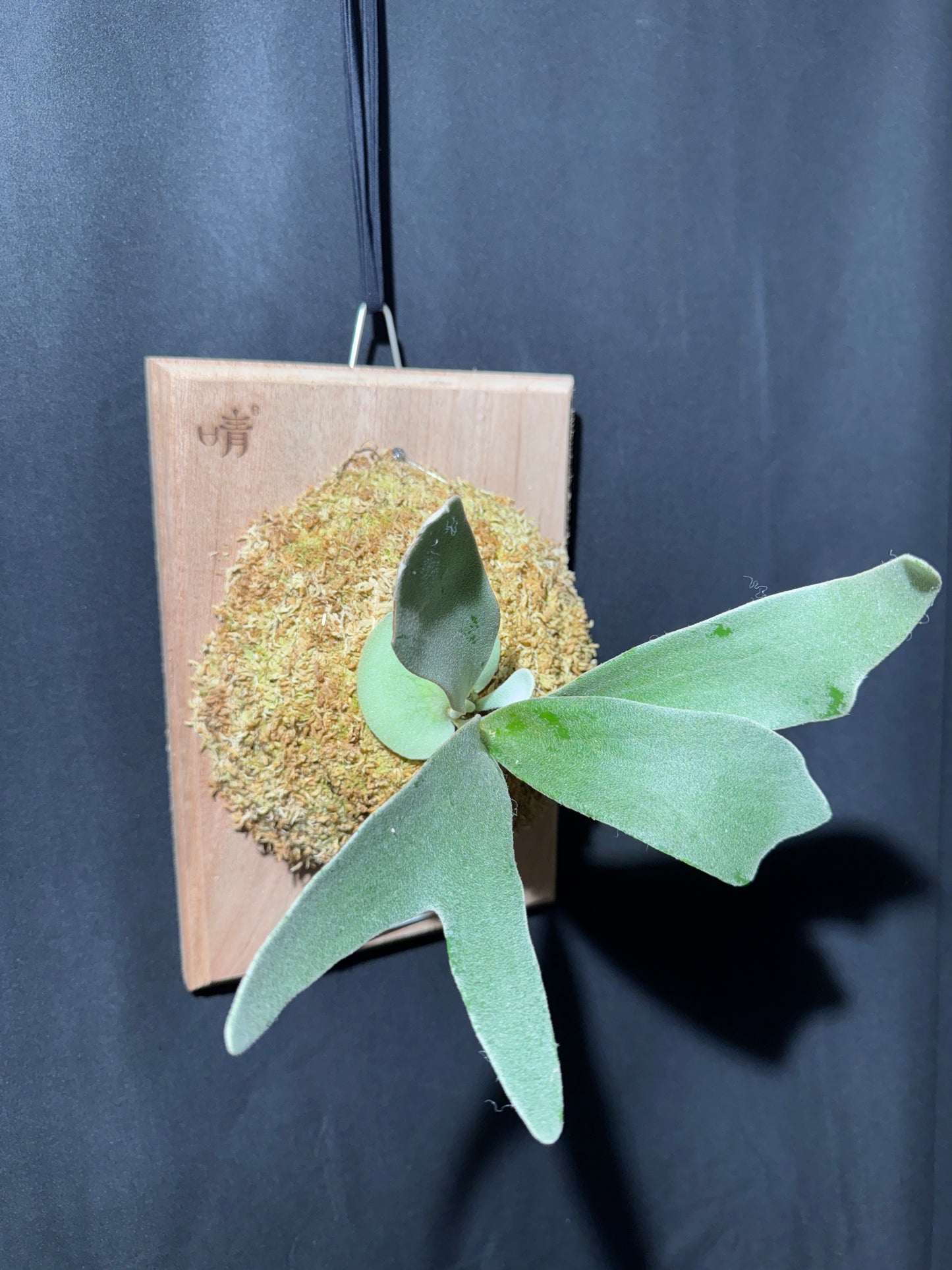P. Akki - Offset from Mother Plant - A-01